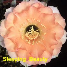 Sleeping Beauty.4.1.jpg 